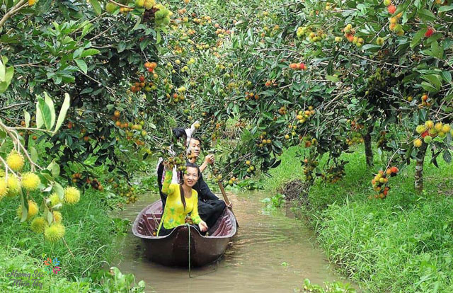 Chèo xuồng hái trái trên cồn